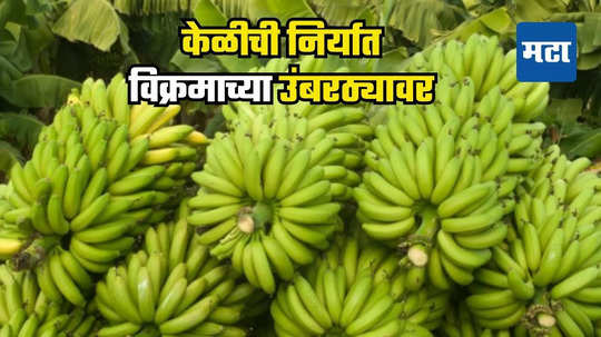 Banana Export: जळगावच्या केळीचा आखाती देशात गोडवा; यंदा होणार विक्रमी निर्यात