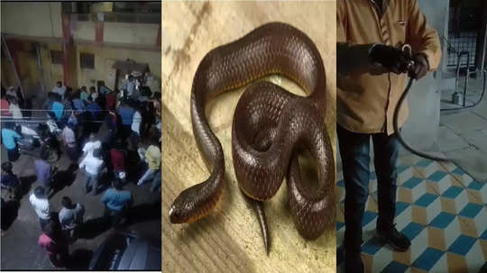 Wardha Snake : सर्पमित्रच घरात साप सोडायचा, बचावासाठी जाऊन बक्षीस कमवायचा, जीवघेण्या ट्रिकवर संताप