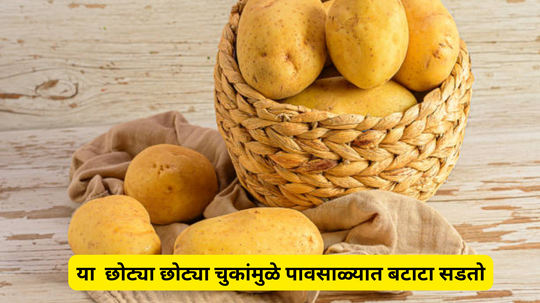 Best Way To Store Potato :या  छोट्या छोट्या चुकांमुळे पावसाळ्यात बटाटा सडतो, या उपाय आणि वाचवा तुमचे पैसे