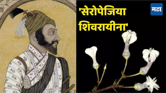 Chhatrapati Shivaji Maharaj: विशाळगडाचे नाव पोहोचले जगभर; गडावर सापडलेल्या वनस्पतीच्या नव्या प्रजातीला देण्यात आले छत्रपती शिवरायांचे नाव