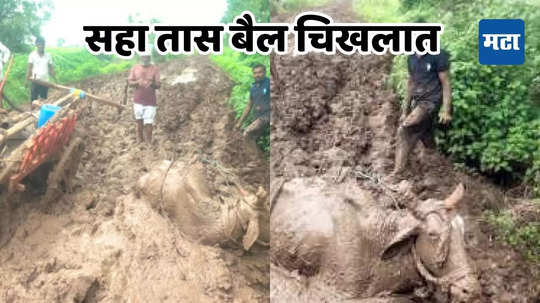 Dhule News: पावसामुळे रस्त्यावर चिखलाचे साम्राज्य, बळीराजासह सर्जाचीही वाट बिकट, तब्बल सहा तास बैल चिखलात