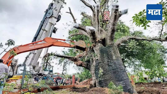 Trees Cut Without Permission Fine : विना परवानगी झाड तोडल्यास आता भरावा लागणार मोठा दंड, मंत्रीमंडळाच्या बैठकीत महत्त्वाचा निर्णय