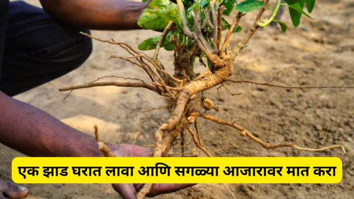 Ashwagandha Benefits: हे एक झाड घरात लावा आणि सर्व आजारावर मात मिळवा, प्रजनन संस्था देखील होईल बळकट