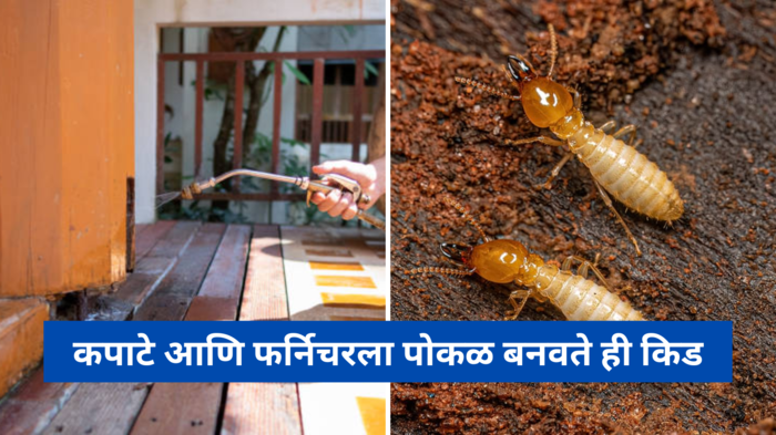 Termite Removal : कपाटे आणि फर्निचरला पोकळ बनवते ही किड, 6 घरगुती उपायांनी मिळवा आराम