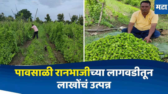 Farmer Success Story: नांदेडच्या शेतकऱ्याचा पावसाळी रानभाजी कर्टुले लागवडीचा यशस्वी प्रयोग, चार महिन्यात लाखोंचं उत्पन्न