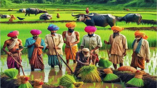 Kharif Season: देशातील धान्यपेरणीची स्थिती चिंताजनक; मागील वर्षीच्या तुलनेत किंचित वाढ, पण अपेक्षेहून कमीच