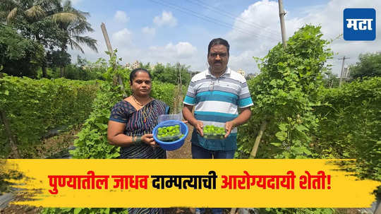 Success Story : पुण्यातील जाधव दाम्पत्याची रानभाजीची शेती, पुणेकरांच्या आरोग्यासाठी ठरतेयं मोलाची