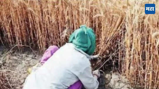 Food Grain Policy: अन्नधान्य धोरणाचा फेरविचार गरजेचा