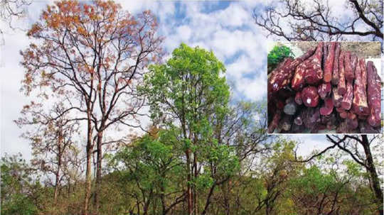 Red Sandalwood: रक्तचंदनावर कुऱ्हाड