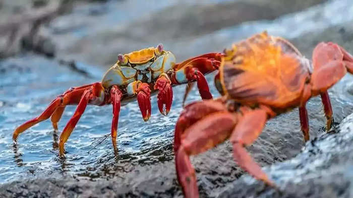 crab