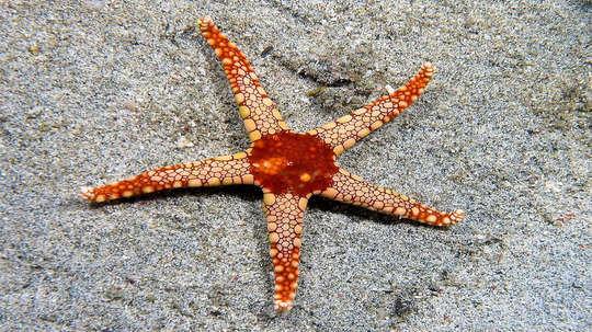 Intresting Facts About Starfish: तारामासा स्वतःचा डॉक्टर आहे, संकटातून अशी करतो सुटका, वाचून आश्चर्य वाटेल!