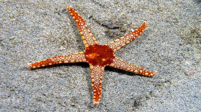 star fish