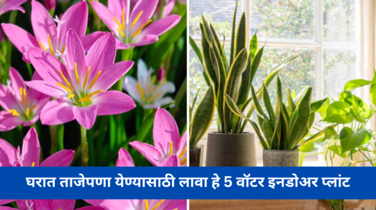 Indoor Water Plants: घरात ताजेपणा येण्यासाठी लावा हे 5 वॉटर इनडोअर प्लांट, पैशाची होईल बरसात