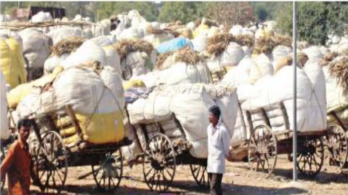 cotton market