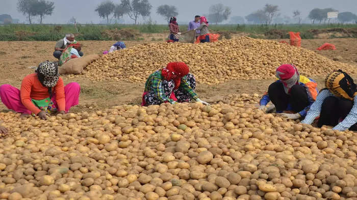 potato farming 