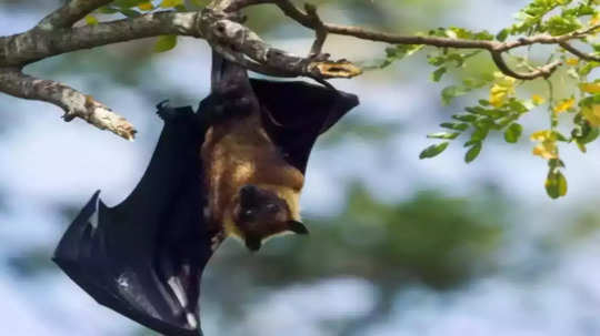 Mexican Bat : वटवाघळांची ‘चमकती’ पावले