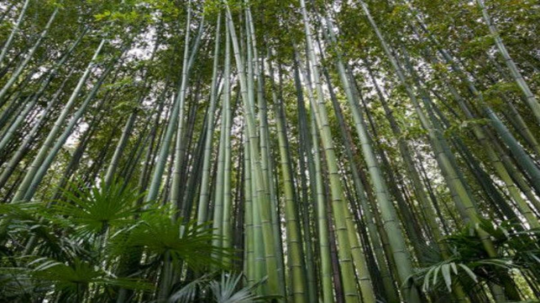 World Bamboo Day : शेतकरी अन् पर्यावरणाच्या दृष्टीने बांबूचे महत्त्व