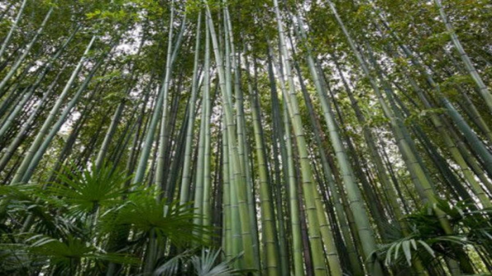 bamboo tree