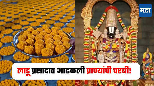 Tirupati Prasad : तिरुपती मंदिरातील लाडूंमध्ये सापडली जनावरांची चरबी, एनडीडीबीचा अहवाल आला समोर