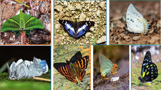 Butterfly Month September India: फुलपाखरांची रंगीत दुनिया