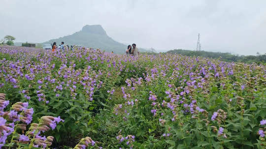 Lonavala Kas Pathar: साताऱ्याचे कास पठार पुण्यात! लोणावळा नगरीत बहरली फुलं, पर्यटकांची तोबा गर्दी