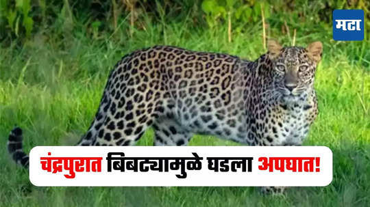 Chandrapur News : अरे बापरे! बिबट्याला दुचाकीची धडक, तिघे जण गंभीर जखमी