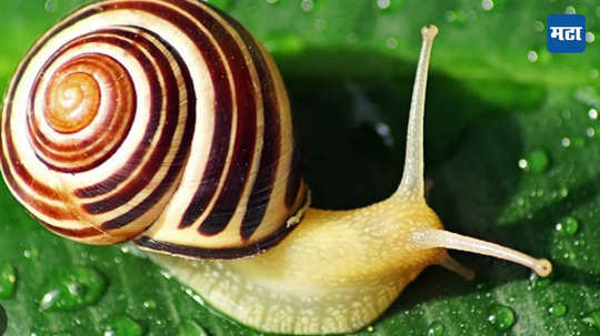 Snail Eyes: कणा नसणाऱ्या प्राण्यांचे देठावरचे डोळे