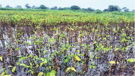 Vidarbha Farmer: परतीच्या पावसामुळं सोयाबीन सडले; विदर्भात सलग दुसऱ्या वर्षीच्या नुकसानीने शेतकरी हादरला