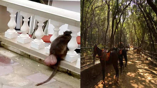 Matheran Monkey Rescue : शरीराचा भाग बाहेर लटकलेला, माकडाला विचित्र आजार, माथेरानमध्ये संचार, संसर्गाची भीती अन् शेवटी...