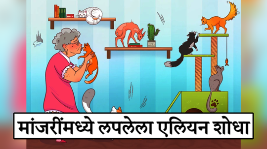 ९ मांजरींमध्ये लपलाय एक एलियन, हुशार असाल तर द्या १० सेकंदात शोधून दाखवा