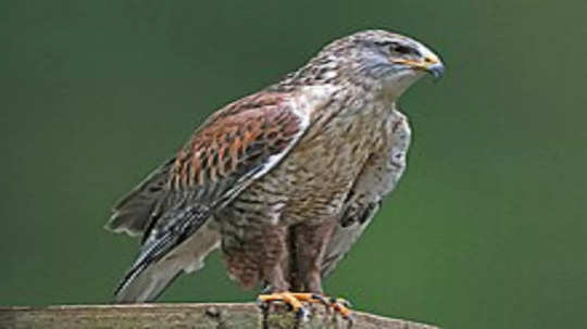 Ferruginous Hawk: अधिवासाशी अनुकूलन