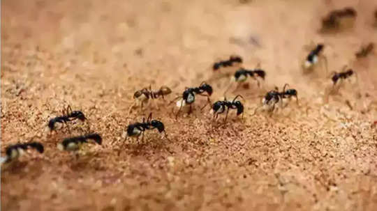 Ants Social distancing: मुंग्यांचे ‘सोशल डिस्टन्सिंग’