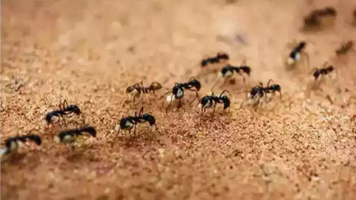 ants