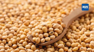 Soybean Price: शेतकऱ्यांसाठी गुडन्यूज! मागील वर्षाच्या तुलनेत यंदा सोयाबीनला मिळणार जास्तीचा दर