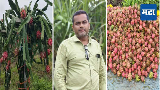 Farmer Success Story : पारंपरिक शेतीसह ड्रॅगन फ्रुटची बाग फुलवली, शेतीच्या यशस्वी प्रयोगातून लाखोंची कमाई