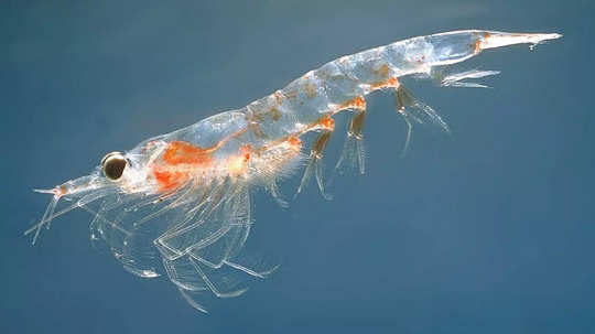 Life Of Krill : कार्बन संचयाचे नायक