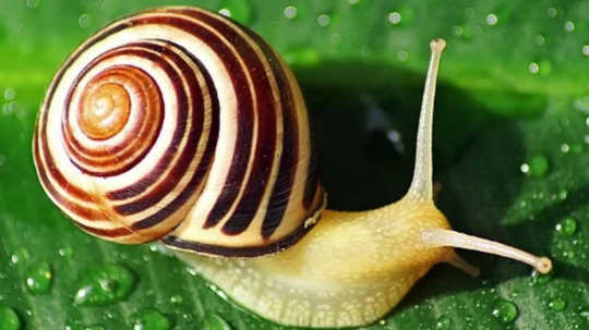 Snail Teeth: 'सहस्रदंत' गोगलगायी