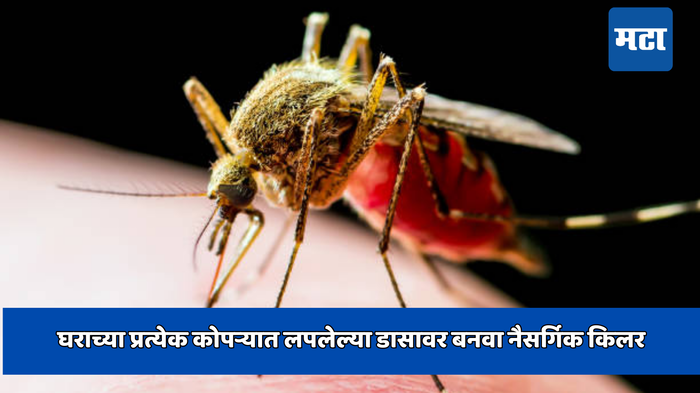 Mosquito Killer: घराच्या प्रत्येक कोपऱ्यात लपलेल्या डासावर बनवा नैसर्गिक किलर, एकदा फवारणी केली की खेळ खल्लास