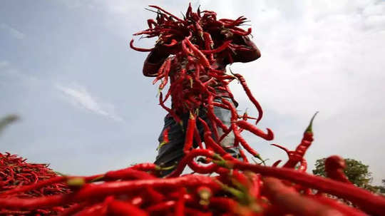 ​Red Chilli Price: दर घटल्याने मिरचीचा ठसका कमी; शिल्लक मालामुळे दरांत साठ टक्क्यांनी घट, जाणून घ्या क्विंटलचा भाव