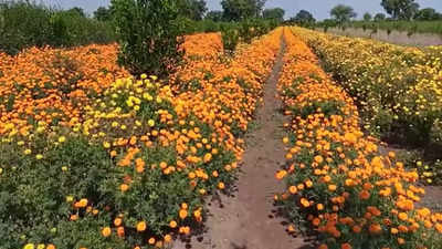 Flower Market: परतीच्या पावसानं झेंडूचे ७५ टक्के नुकसान; लक्ष्मीपूजनाला फुलं महागण्याची शक्यता