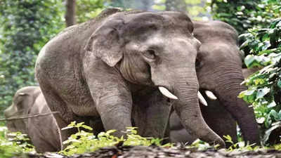 Elephant Population On Decline In India: गजसंवर्धन हेच ध्येय