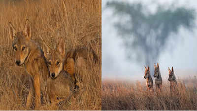 Wolf Conservation : माळरानाच्या राजाला वाचविण्यासाठी...