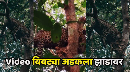 झाडावर चढला अन् घाबरला, बिबट्या २० फूटांवर अडकला, Video होतोय व्हायरल