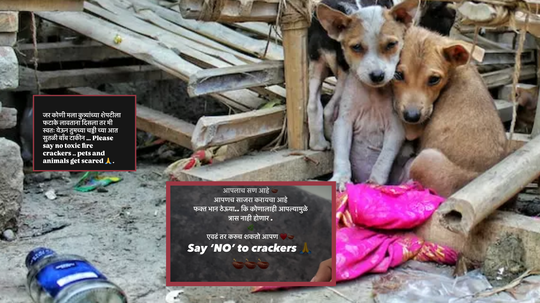 Say No To Crackers: कुत्र्यांच्या शेपटीजवळ फटाके लावताना दिसलात, तर... मराठी अभिनेत्याची पोस्ट व्हायरल