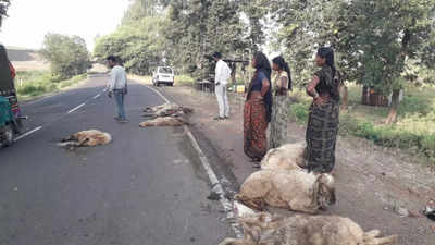 भरधाव बसची मेंढ्यांच्या कळपाला धडक, अनेक मेंढ्या जागीच ठार, मेंढ्या मालकांचा आक्रोश