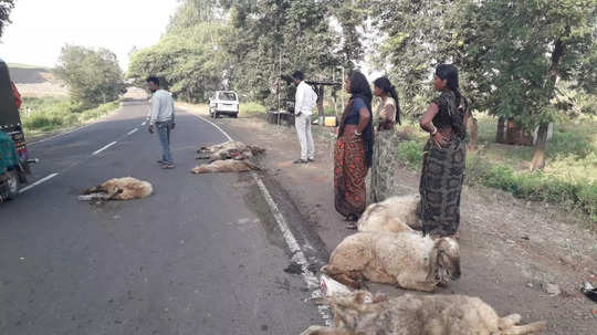 Nandurbar Accident: भरधाव बसची मेंढ्यांच्या कळपाला धडक, अनेक मेंढ्या जागीच ठार, मेंढ्या मालकांचा आक्रोश