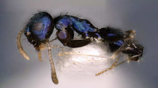 New Blue Ant Species Discovered: मुंग्यांचा या रंग निळा