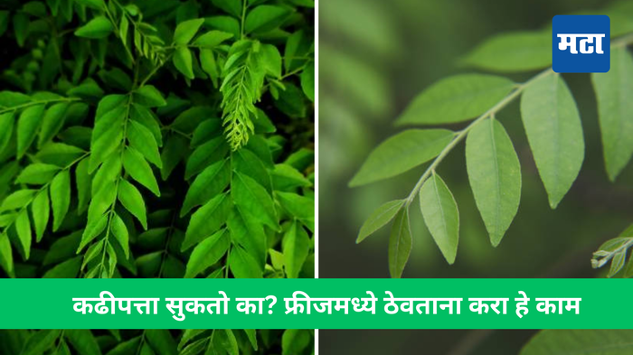 How to Store Curry Leaves : कढीपत्ता सुकतो का? फ्रीजमध्ये ठेवताना हे करा, आठवडाभर राहील हिरवागार