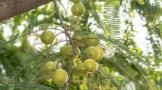 Amla Navami 2024 Date: পুণ্যফল পেতে অক্ষয় নবমীতে করুন আমলকি গাছের পুজো, জানুন তারিখ ও ব্রতকথা