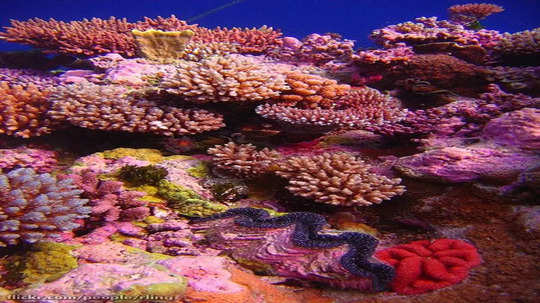 Coral Reefs: ‘सागरातील वर्षावन’ संकटात